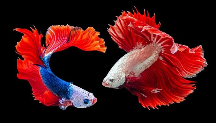 Betta Fish