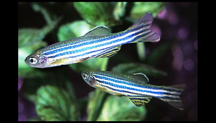 Zebra Danios