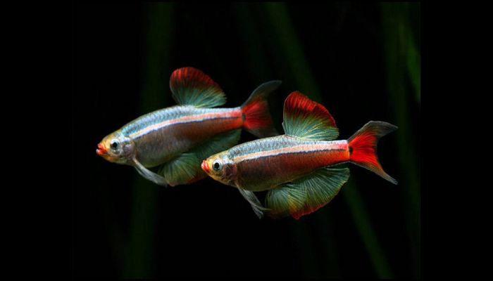 White Cloud Mountain Minnows