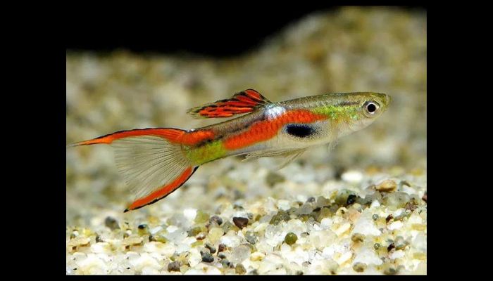 Endler’s Livebearers