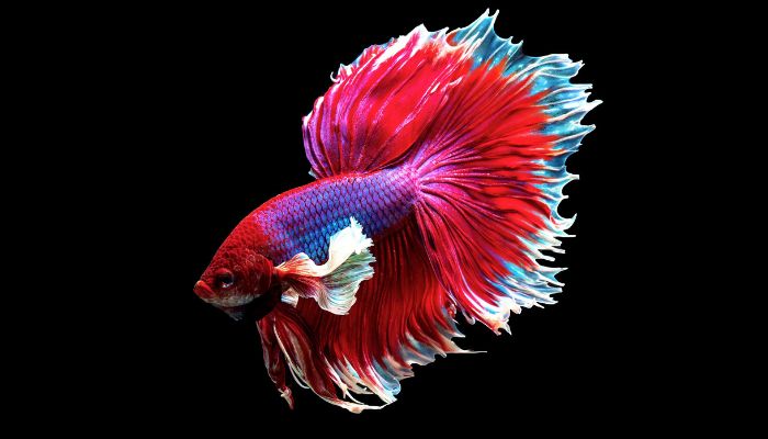 What Is the Most Low Maintenance Fish? Guide to Easy Care