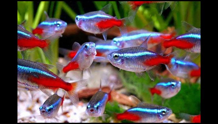 What is the best freshwater fish for a tank? Explained