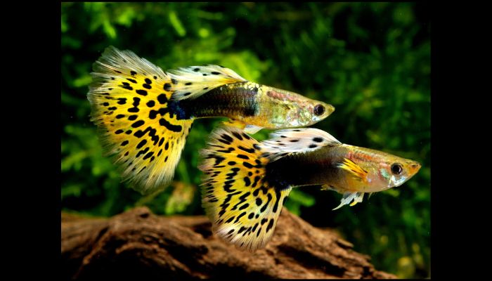 What is the best freshwater fish for a tank? Explained