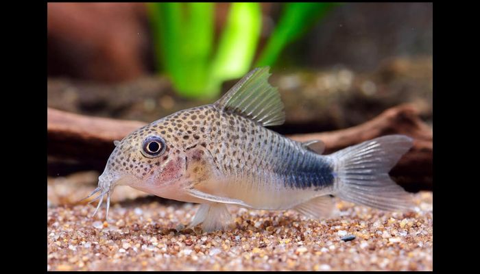 What is the best freshwater fish for a tank? Explained