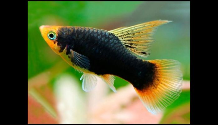 What is the best freshwater fish for a tank? Explained