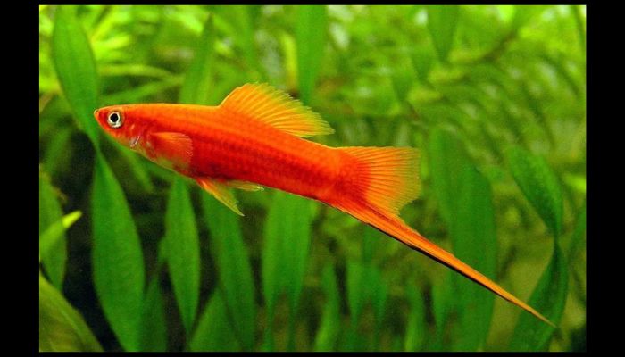 What is the best freshwater fish for a tank? Explained