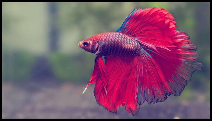 What is the best freshwater fish for a tank? Explained