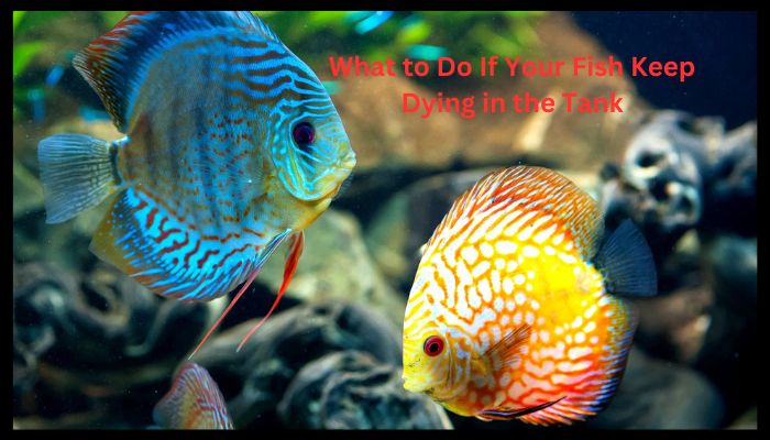 What to Do If Your Fish Keep Dying in the Tank