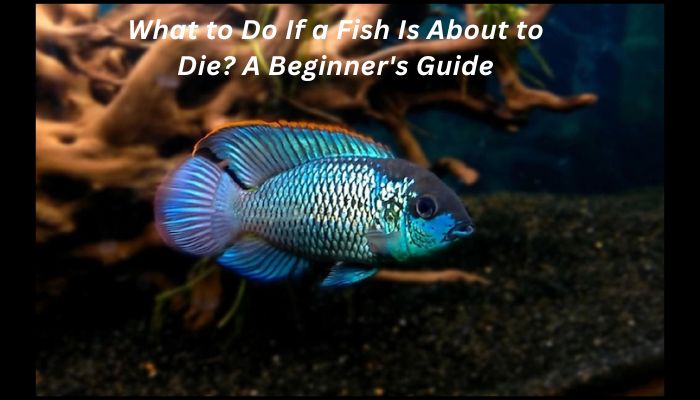 What to Do If a Fish Is About to Die? A Beginner's Guide