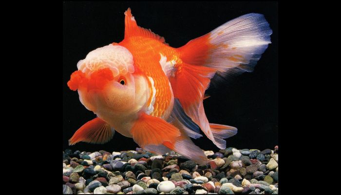 can goldfish eat bloodworms