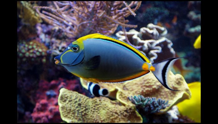 is it good if fish die in aquarium? beginners guide