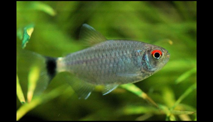 lampeye tetra