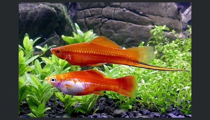 largest swordtail