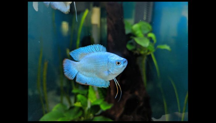 powder blue dwarf gourami size