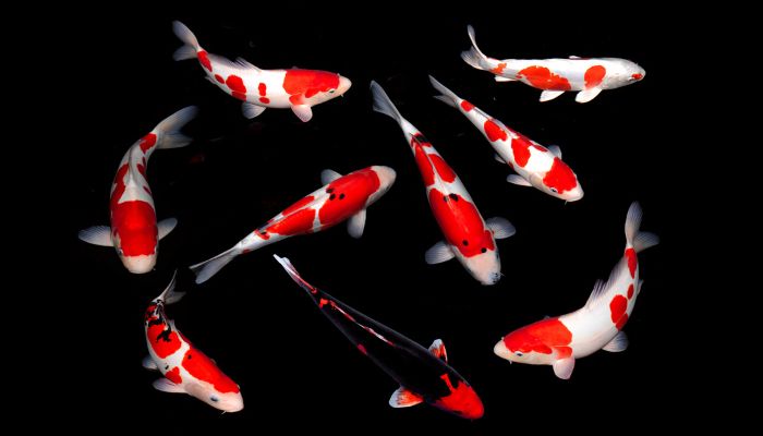 what are the pros and cons of koi fish? explained