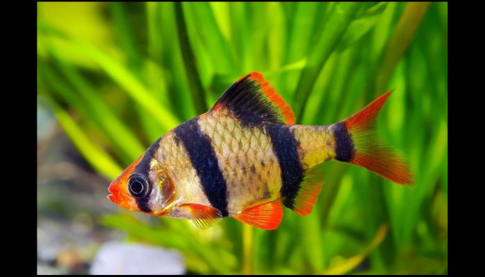 what freshwater fish cannot live together?