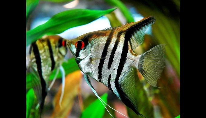 zebra angelfish